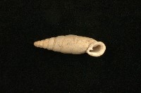 臺灣仿煙管蝸牛藏品圖，第2張